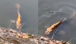 People freaked out after spotting fish with 'human face' in lake