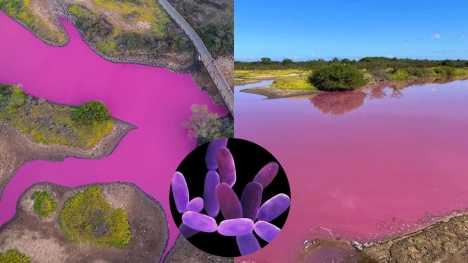 Water in Hawaii suddenly turns a strange magenta color, sparking warning theories