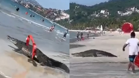 Crocodiles caused a terrifying moment, prompting swimmers to rush from the Mexican beach