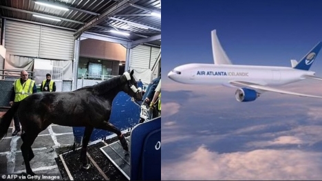 Flight forced to make emergency landing after  horse breaks free in cargo hold