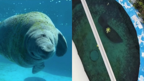 Heartbreaking isolated existence of 67-year-old Romeo in an 'off-limits' part of Miami Seaquarium