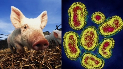 British Health Officials express concern about completely new strain of swine flu virus