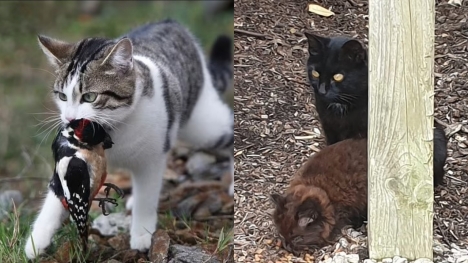 Scientists explain why free-ranging cats are harmful and disrupt many ecosystems