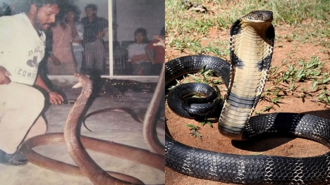 Man dubbed the Snake King was once locked up for 40 days in a room with 400 cobras