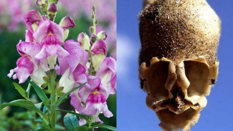 Skull-like flower is said to restore youth to any woman who eats it