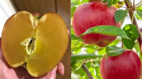 Honey Apple: The most expensive apple in the world 