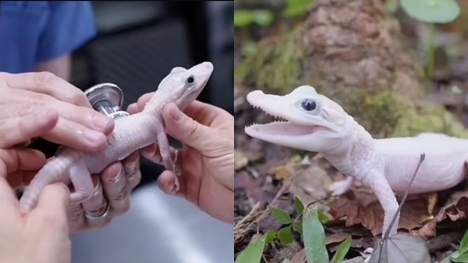 World's rarest leucistic alligator was born in Florida park