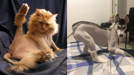 15+ funny pet haircut mistakes that went so bad