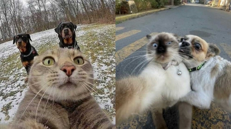 12+ Images show that dogs and cats can be pairs of best friends
