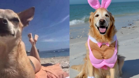 13+ images of pets wearing bikini that make you go 'Wow'