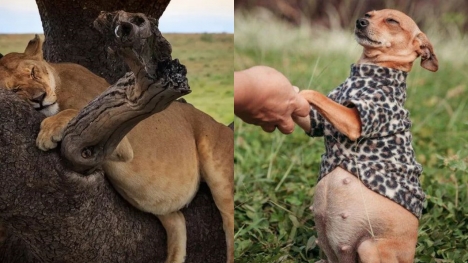 15+ Adorable pregnant animals before giving birth