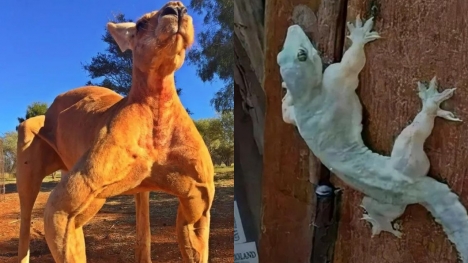 13+ muscle animal photos will make you jump out of your skin