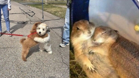 12+ wholesome animal images went viral that can appease your soul