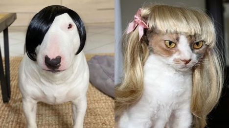 15+ funniest photos of pets wearing human hair that will make you hold your belly