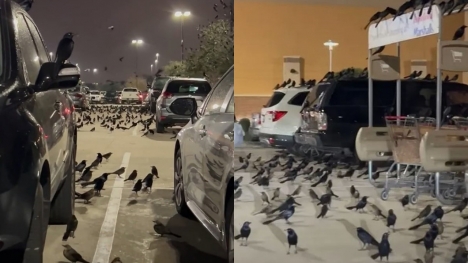 Flock of birds seize the Texas parking lot, leaving people to think of horror movie