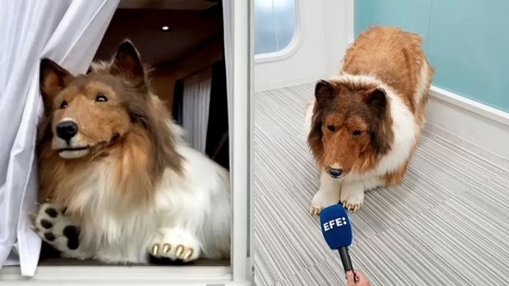 Man who spent $14k to become a Collie dog, revealing he wanted to be a dog since he was a child