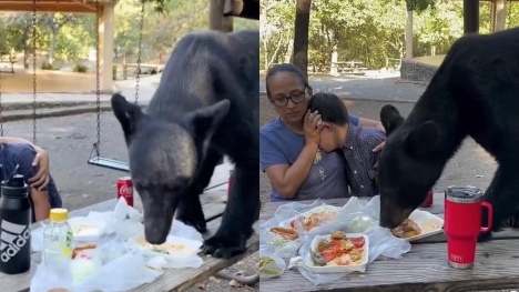 Black bear suddenly crashes and starts stealing a family's picnic