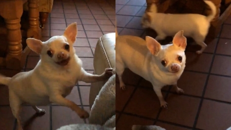 Dog says 'hello' in English accent leaving people baffled