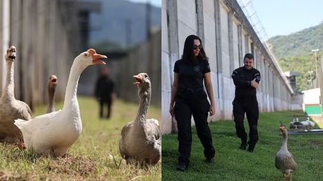 Geese hired as monitors in prison, who honk at inmates trying to escape