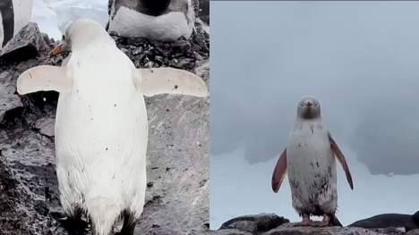 Rare all-white penguin was spotted in Antarctica