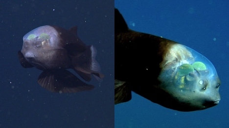 Rare fish with a limpid head was found in deep sea leaving experts baffled by its strange appearance