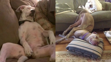 15+ funny dogs' sleep positions will make you cry from laughter