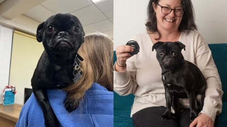 Family stunned after spotting their pug swallowing more than 50 hair bands