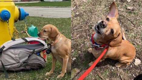 Dog tied to fire hydrant with bag full of toys and heartbreaking letter 