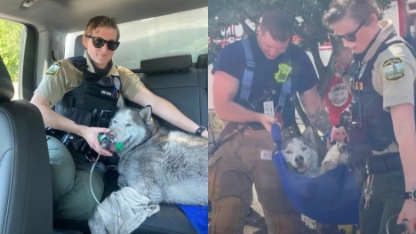 Heroic firefighter rescue fainted Husky stuck on 15th floor of burning building