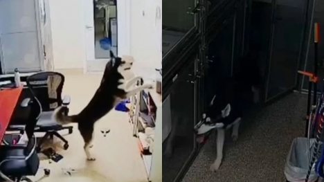 Hungry Husky escapes from kennel, invites fellows for a midnight snack