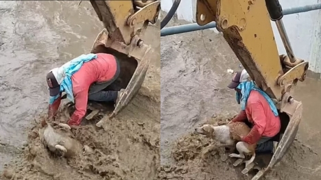 Dog trapped in canal was rescued by construction workers using an excavator