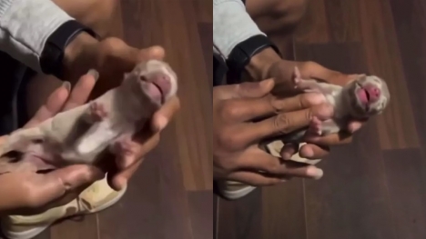 Owner brings newborn puppy back to life after it stops breathing