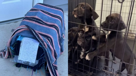 Animal Shelter suddenly discovered small box full of puppies attached with heartwarming letter