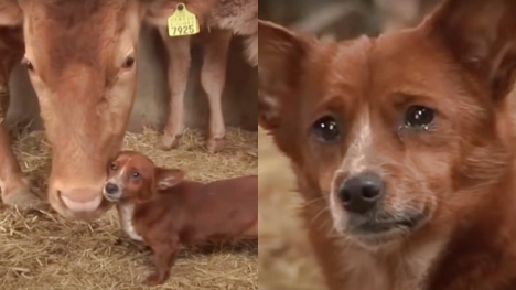 Abandoned dog cries when she is separated from her cow mother