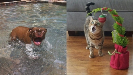 15+ hilarious animal faces when they enjoy something for the first time