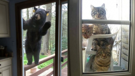 15+ animals suddenly appear at humans' doors, saying 'Hi' that leaves people startled