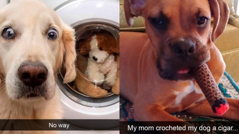 15+ hilarious dog Snapchats that will brighten your day