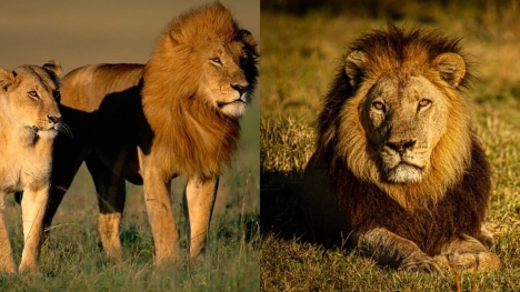 Expert reveals survival tips when humans encounter wild lions
