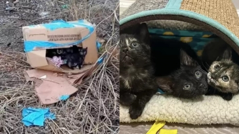 Man discovers little box full of kittens along train tracks