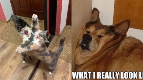 15+ funny memes that prove animals can be as hilarious as humans