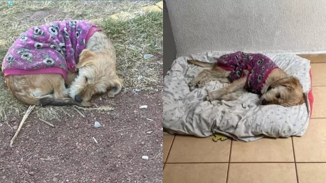 Dog was abandoned in the park with old purple sweater left rescuer heartbroken