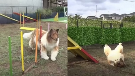 VIDEO: Man who spent $14K to become Collie fails agility test for dogs