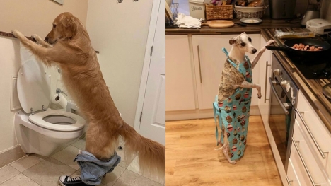 15+ funny animal moments copy humans' actions that make you roll on the floor laughing