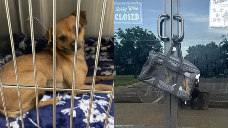Chihuahua spotted in bag that placed at pet adoption center's doors