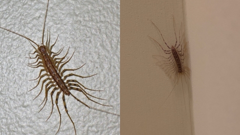People are just learning why we should never eliminate a house centipede