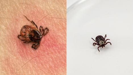 People are just learning how to identify ticks in your home to remove them