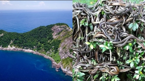 Snake Island - world's most dangerous place with 4,000 poisonous snakes and human entry prohibited