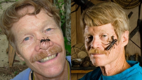 Scientist intentionally being stung by nearly 80 different insects to find out which hurt most