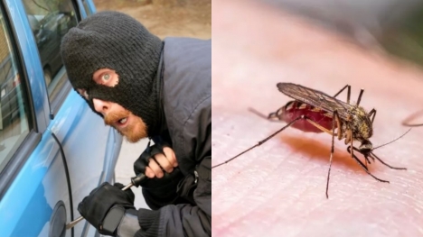    Police test blood from mosquito found in stolen car to identify suspect
