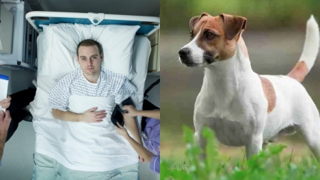 Man suffered tragic pain after he had his penis bitten off and eaten by pet dog
